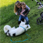 Haustierprojekt - Hund #2